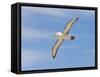 Shy Albatross in Flight, Bass Strait, Tasmania, Australia-Rebecca Jackrel-Framed Stretched Canvas