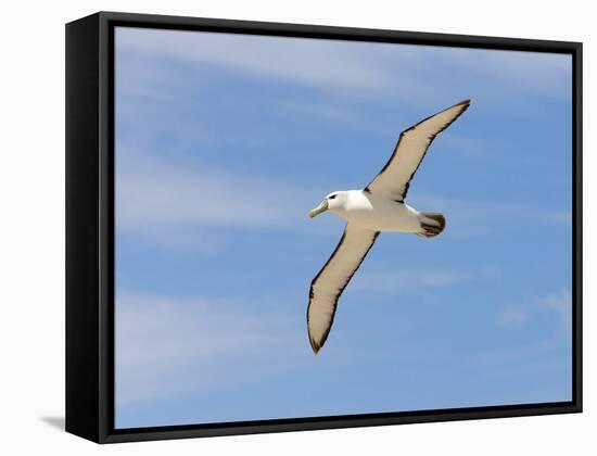 Shy Albatross in Flight, Bass Strait, Tasmania, Australia-Rebecca Jackrel-Framed Stretched Canvas