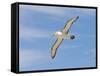 Shy Albatross in Flight, Bass Strait, Tasmania, Australia-Rebecca Jackrel-Framed Stretched Canvas