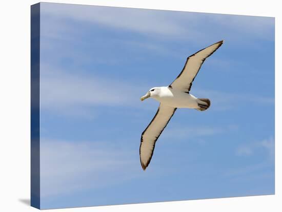 Shy Albatross in Flight, Bass Strait, Tasmania, Australia-Rebecca Jackrel-Stretched Canvas