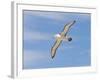 Shy Albatross in Flight, Bass Strait, Tasmania, Australia-Rebecca Jackrel-Framed Premium Photographic Print