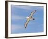 Shy Albatross in Flight, Bass Strait, Tasmania, Australia-Rebecca Jackrel-Framed Premium Photographic Print
