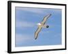 Shy Albatross in Flight, Bass Strait, Tasmania, Australia-Rebecca Jackrel-Framed Premium Photographic Print