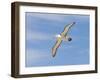 Shy Albatross in Flight, Bass Strait, Tasmania, Australia-Rebecca Jackrel-Framed Photographic Print