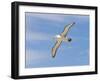 Shy Albatross in Flight, Bass Strait, Tasmania, Australia-Rebecca Jackrel-Framed Photographic Print