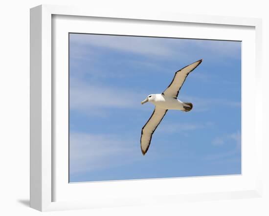 Shy Albatross in Flight, Bass Strait, Tasmania, Australia-Rebecca Jackrel-Framed Photographic Print