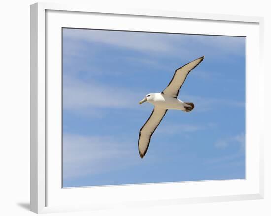 Shy Albatross in Flight, Bass Strait, Tasmania, Australia-Rebecca Jackrel-Framed Photographic Print