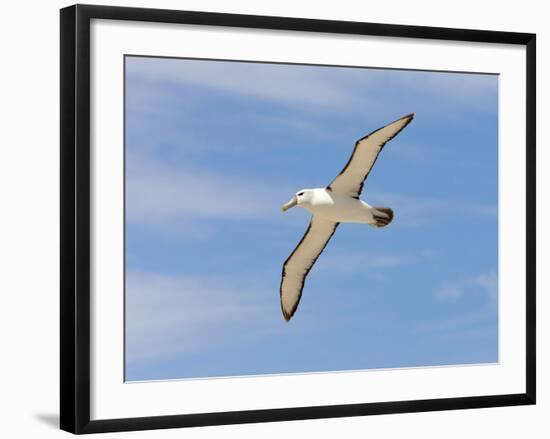 Shy Albatross in Flight, Bass Strait, Tasmania, Australia-Rebecca Jackrel-Framed Photographic Print