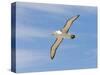 Shy Albatross in Flight, Bass Strait, Tasmania, Australia-Rebecca Jackrel-Stretched Canvas