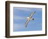Shy Albatross in Flight, Bass Strait, Tasmania, Australia-Rebecca Jackrel-Framed Photographic Print