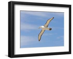 Shy Albatross in Flight, Bass Strait, Tasmania, Australia-Rebecca Jackrel-Framed Photographic Print