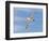 Shy Albatross in Flight, Bass Strait, Tasmania, Australia-Rebecca Jackrel-Framed Photographic Print