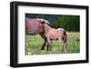 Shy Boy-Lisa Dearing-Framed Photographic Print