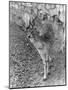 Wood Mount