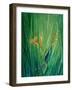 Shy Little Siren-Cindy Thornton-Framed Art Print