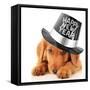 Shy Puppy Wearing a Happy New Year Top Hat-Hannamariah-Framed Stretched Canvas