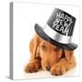 Shy Puppy Wearing a Happy New Year Top Hat-Hannamariah-Stretched Canvas