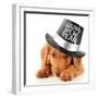 Shy Puppy Wearing a Happy New Year Top Hat-Hannamariah-Framed Photographic Print