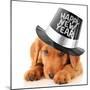 Shy Puppy Wearing a Happy New Year Top Hat-Hannamariah-Mounted Photographic Print