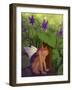 Shy Violet-Dalliann-Framed Giclee Print