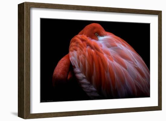 Shy-Ilias Nikoloulis-Framed Photographic Print