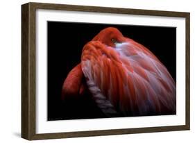 Shy-Ilias Nikoloulis-Framed Photographic Print