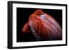 Shy-Ilias Nikoloulis-Framed Photographic Print