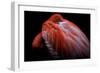 Shy-Ilias Nikoloulis-Framed Photographic Print