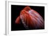 Shy-Ilias Nikoloulis-Framed Photographic Print