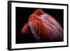 Shy-Ilias Nikoloulis-Framed Photographic Print