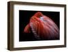 Shy-Ilias Nikoloulis-Framed Photographic Print