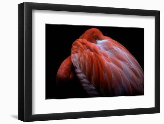 Shy-Ilias Nikoloulis-Framed Photographic Print