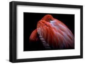 Shy-Ilias Nikoloulis-Framed Photographic Print