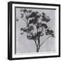 Black Frame