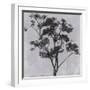 White Frame