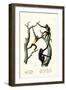 Siamang, 1824-Karl Joseph Brodtmann-Framed Giclee Print