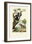 Siamang, 1833-39-null-Framed Giclee Print