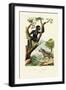 Siamang, 1833-39-null-Framed Giclee Print