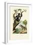 Siamang, 1833-39-null-Framed Giclee Print