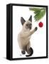 Siamese Cat and Bauble-Fab Funky-Framed Stretched Canvas