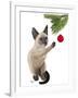 Siamese Cat and Bauble-Fab Funky-Framed Art Print