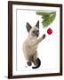 Siamese Cat and Bauble-Fab Funky-Framed Art Print