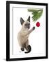 Siamese Cat and Bauble-Fab Funky-Framed Art Print