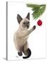 Siamese Cat and Bauble-Fab Funky-Stretched Canvas