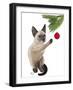 Siamese Cat and Bauble-Fab Funky-Framed Art Print