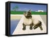 Siamese cat by a swimming pool-Joan Freestone-Framed Stretched Canvas