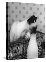 Siamese Cat Gets Cream-null-Stretched Canvas