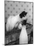 Siamese Cat Gets Cream-null-Mounted Premium Photographic Print