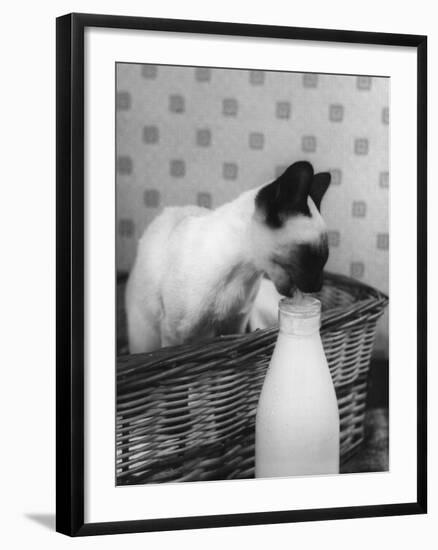 Siamese Cat Gets Cream-null-Framed Photographic Print