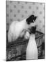 Siamese Cat Gets Cream-null-Mounted Photographic Print